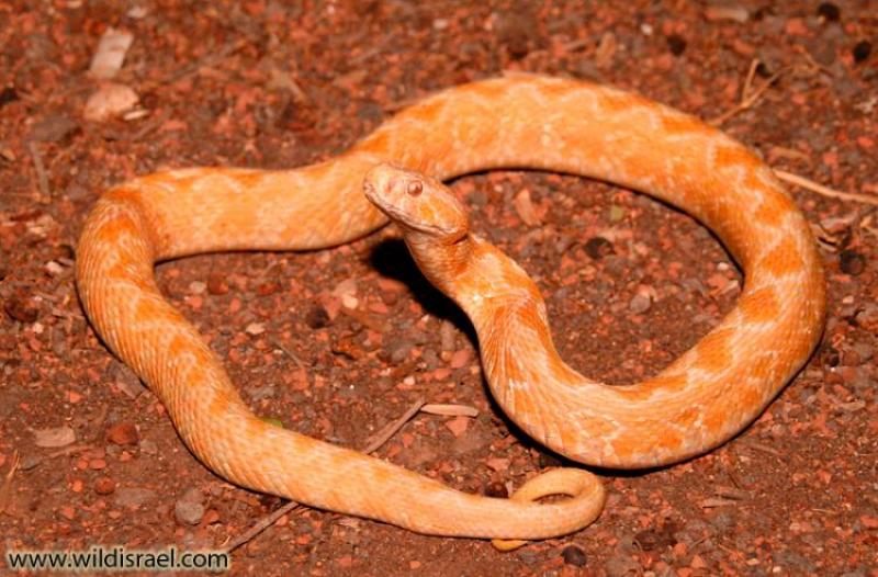 Palestine viper מן השדה