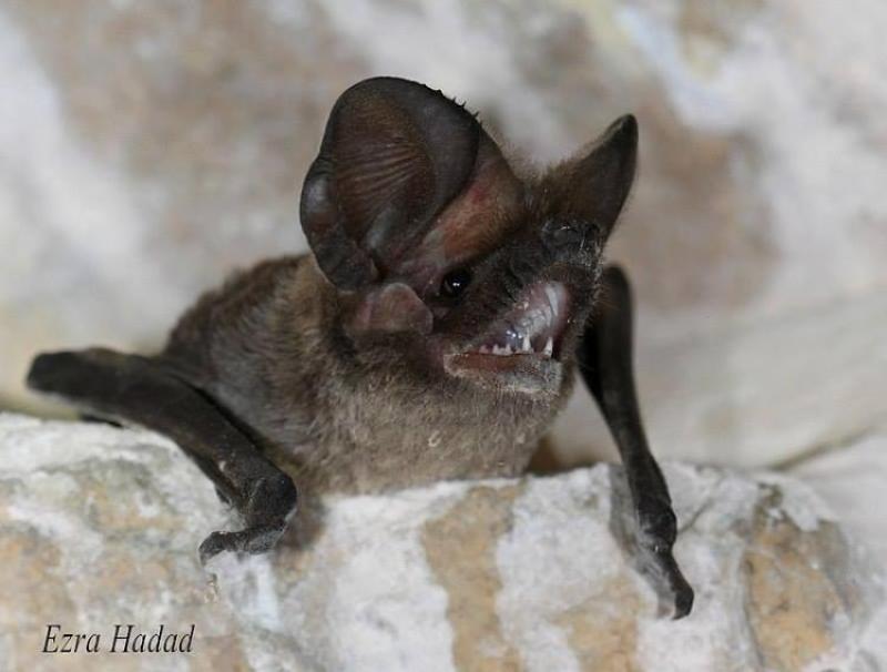 Watchbat! project Tadarida מן השדה