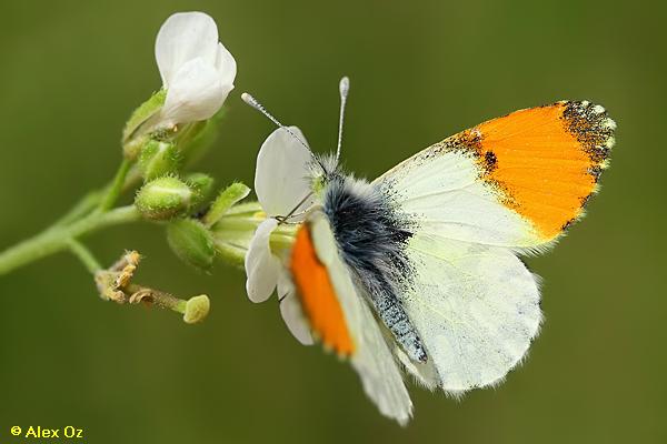 כתום כנף הדופרית, Anthocharis gruneri