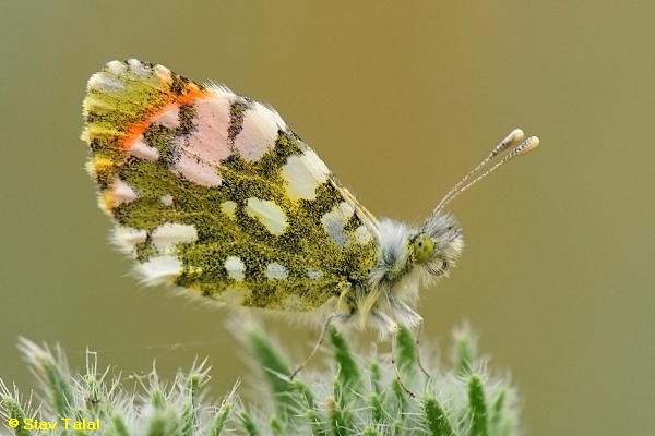 כתום כנף הדופרית, Anthocharis gruneri