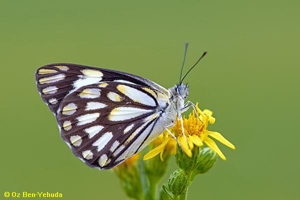 לבנין משויש, Belenois aurota  