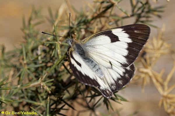 לבנין משויש, Belenois aurota  