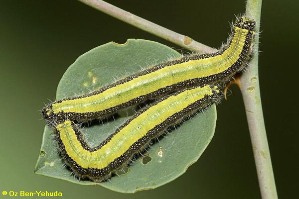 לבנין משויש, Belenois aurota  