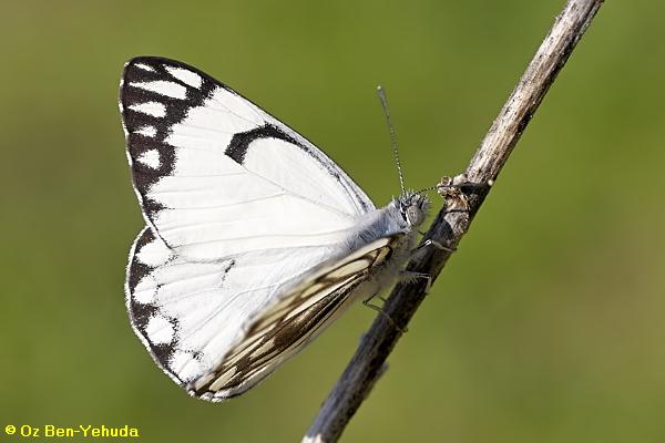 לבנין משויש, Belenois aurota  