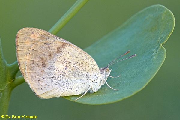 לבנין הסלוודורה, Colotis phisadia
