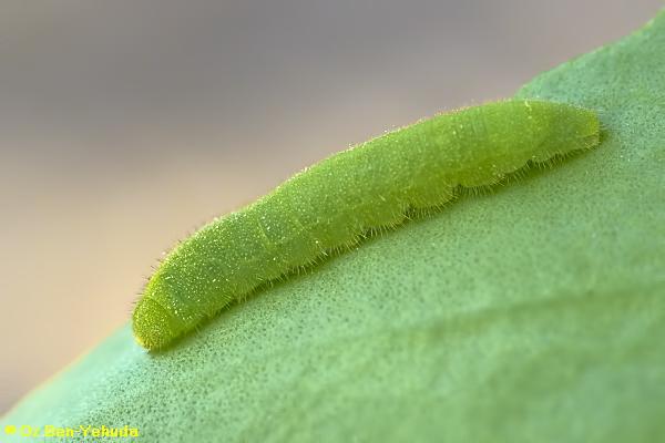 לבנין הסלוודורה, Colotis phisadia