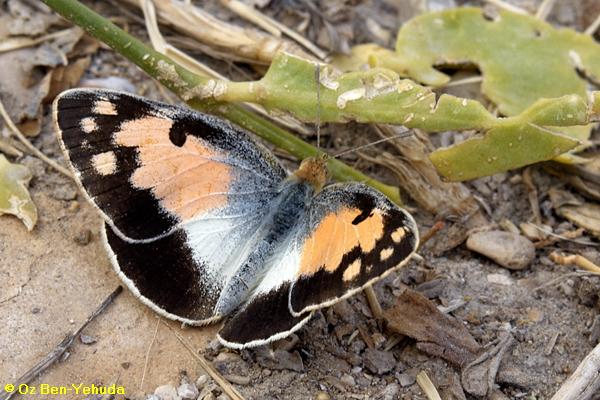 לבנין הסלוודורה, Colotis phisadia