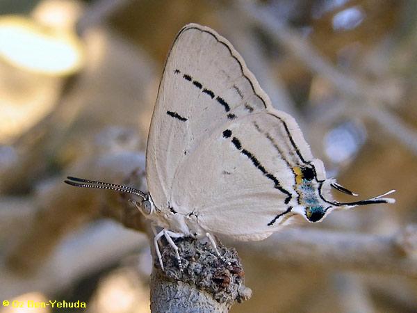 כחליל ההרנוג,   Iolaus glaucus  