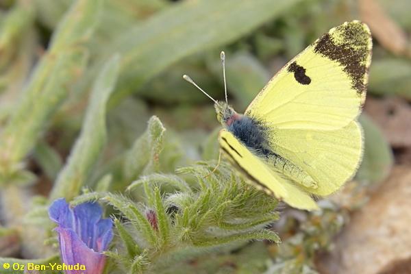 לבנין צהבהב, Euchloe charlonia