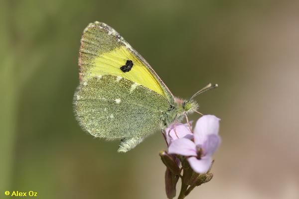 לבנין צהבהב, Euchloe charlonia
