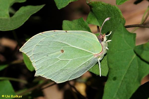 לימונית אירופית, Gonepteryx rhamni  