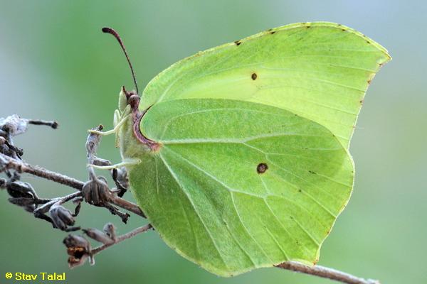 לימונית אירופית, Gonepteryx rhamni  