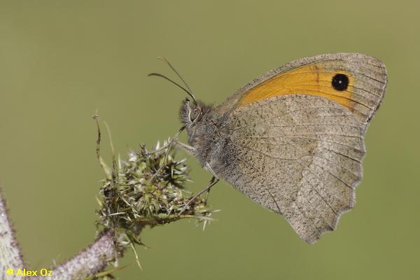 סטירית סומית, Hyponephele lupinus