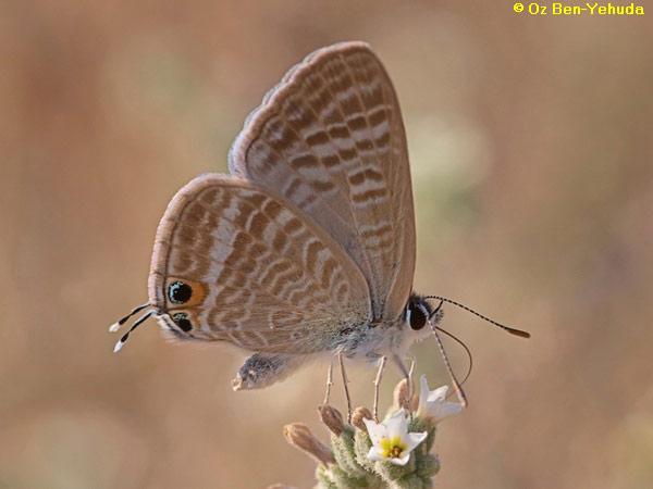 כחליל האפון,  Lampides boeticus