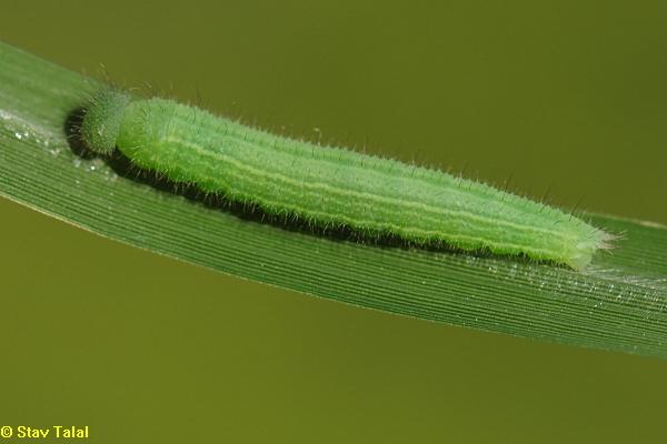 סטירית היבלית, ,Lasiommata maera