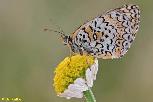 נימפית הקוציץ, Melitaea arduinna  