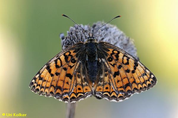 נימפית הקוציץ, Melitaea arduinna  