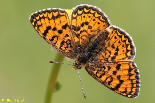 נימפית הקוציץ, Melitaea arduinna  