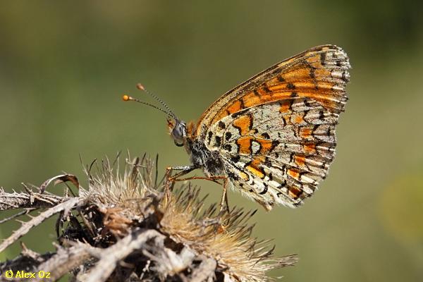 נימפית צפונית ,Melitaea collina