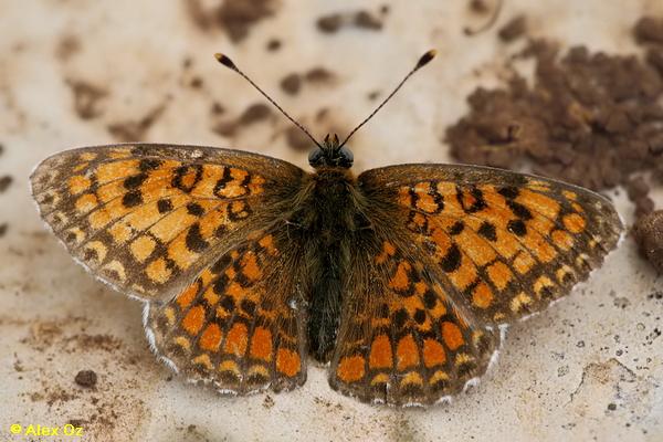 נימפית צפונית ,Melitaea collina