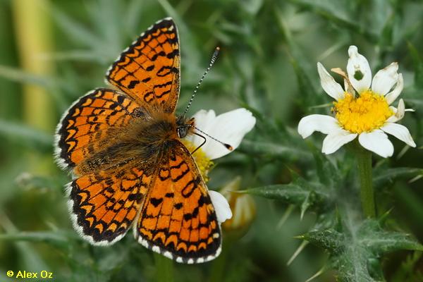 נימפית צפונית ,Melitaea collina