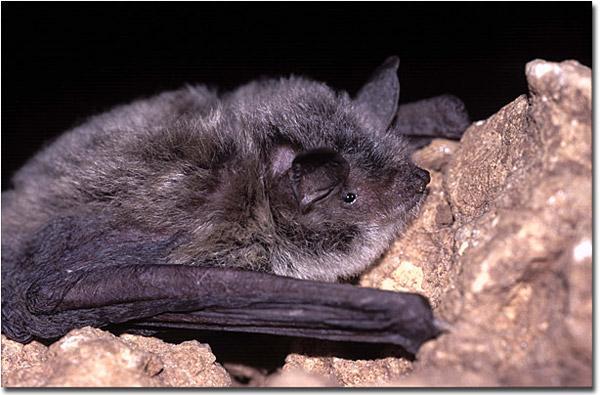 נישפון גדות, Myotis capaccinii