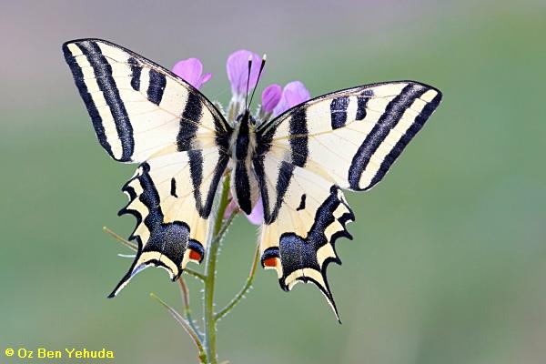 זנב סנונית המכבים,  Papilio alexanor