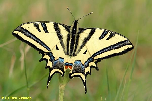 זנב סנונית המכבים,  Papilio alexanor