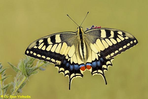 זנב סנונית נאה  Papilio machaon