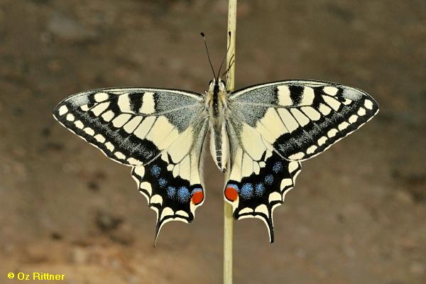 זנב סנונית מדברי, ,Papilio saharae