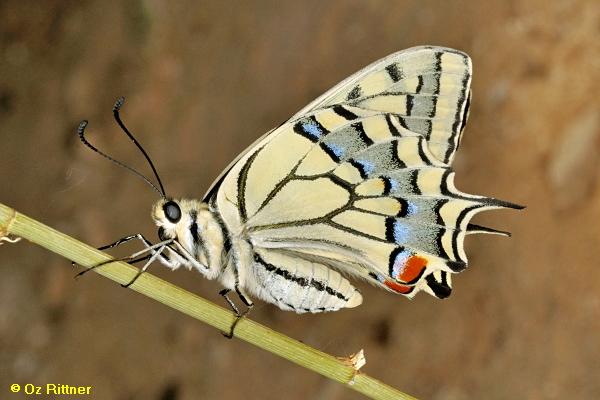 זנב סנונית מדברי, ,Papilio saharae
