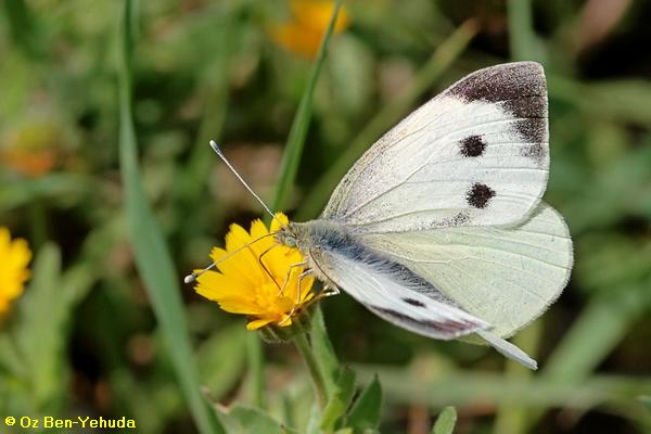 לבנין הכרוב, Pieris brassicae