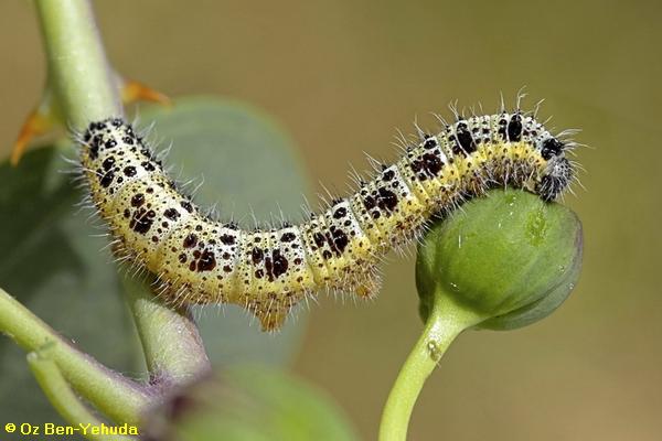 לבנין הכרוב ,Pieris brassicae
