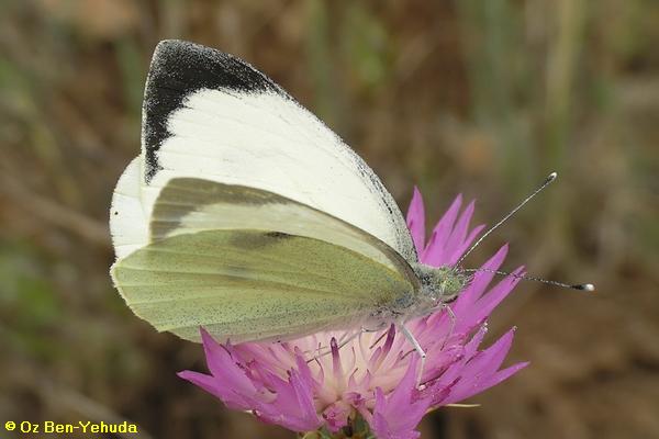 לבנין הכרוב, Pieris brassicae