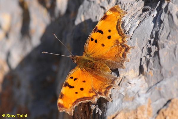 נימפית משוננת, Polygonia egea