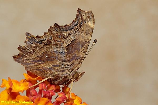 נימפית משוננת, Polygonia egea
