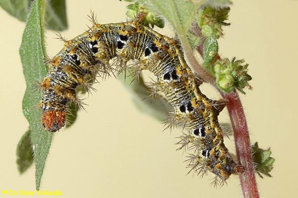 נימפית משוננת, Polygonia egea