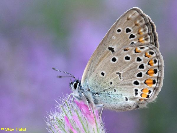 כחליל הבקיה,      Polyommatus amandus  