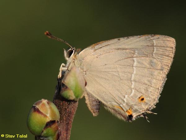 כחליל סגול    Favonius quercus  