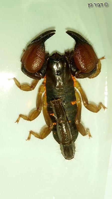 עביד שחום (Scorpio maurus fuscus)