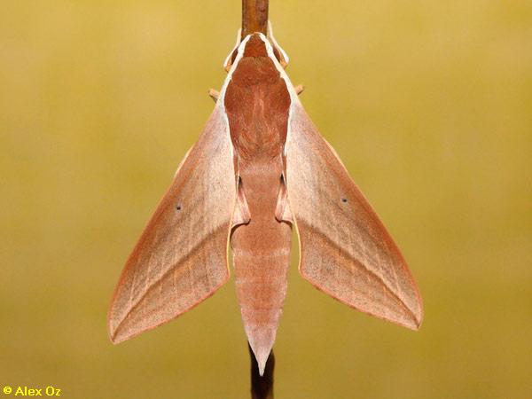 רפרף הגפן, Theretra alecto,  Levant Hawk Moth
