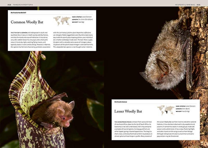 Bats of the world מן השדה