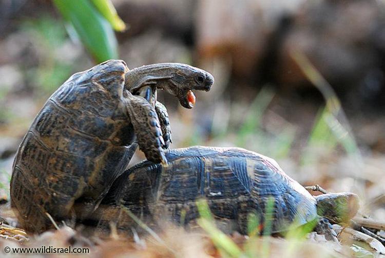 צב יבשה מצוי, Testudo graeca