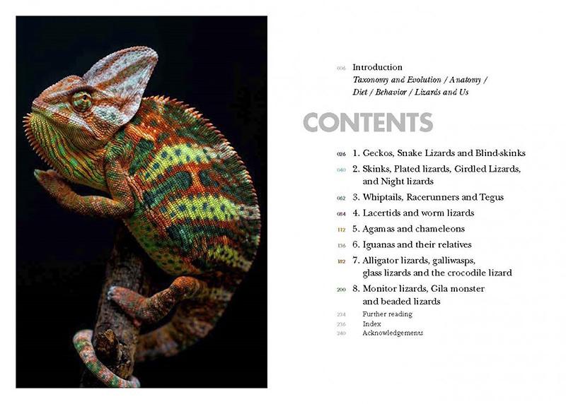 Lizards of the World A Guide to Every Family
