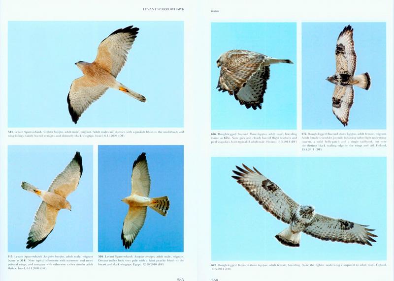Raptors of Europe, North Africa and the Middle East