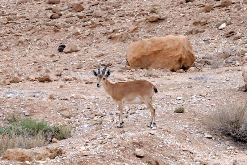 יעל נובי (Capra ibex)