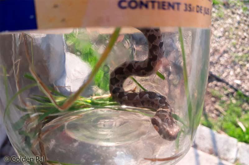 Palestine viper, צפע מצוי (Daboia palaestinae)