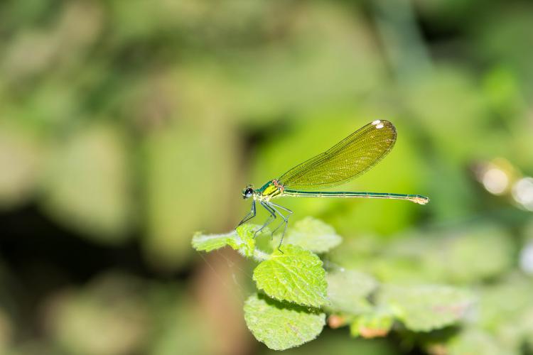 תכשיטית זוהרת Calopteryx Syriaca