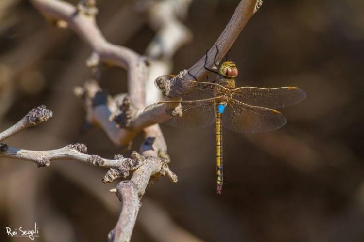 סיירן נודד (Anax Ephippiger)