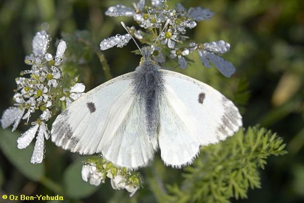 כתום-כנף המצילתיים, Anthocharis cardamines